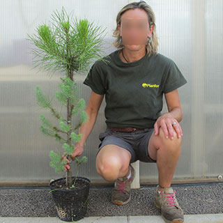 arbre de noel - pin parasol en pot 1l